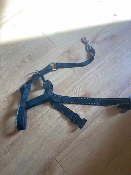Photo of free Halti no pull harness (Colchester station CO4) #1