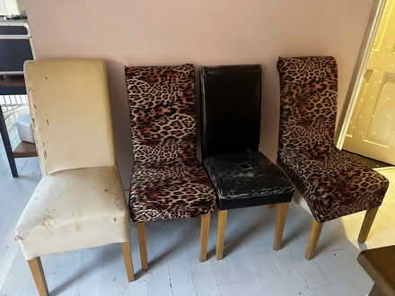 Photo of free 7 dining chairs and leopard print cover (Leckhampton GL53) #1