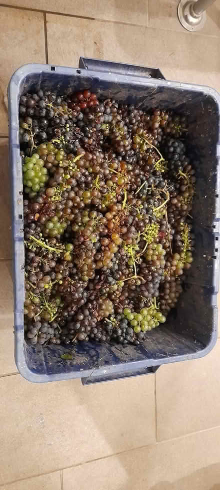 Photo of free Grapes (Herne Bay CT6) #1