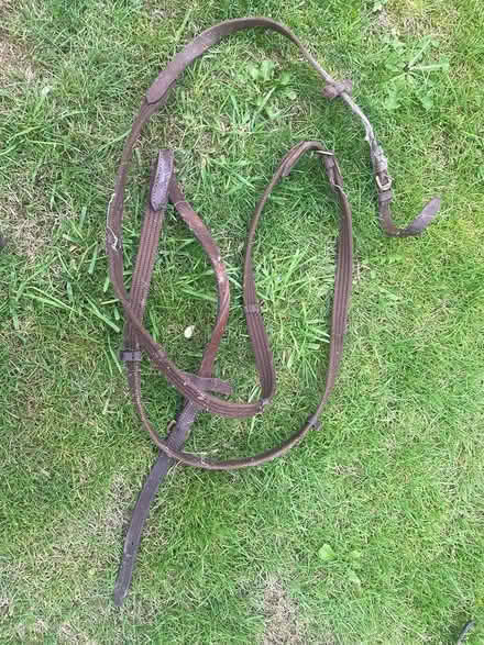 Photo of free Leather Straps & bridle? (Croesyceilog NP44) #4