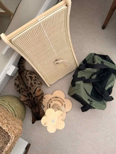 Photo of free Cat accessories (Canonbury N1) #3