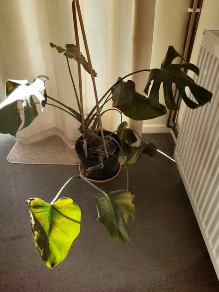 Photo of free Indoor plant (MK18 Winslow) #1