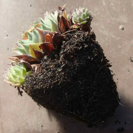 Photo of free Housleek plug plants (Wallington SM6) #2