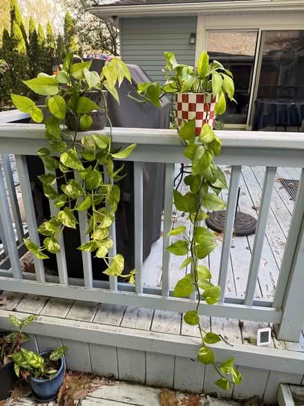 Photo of free 🪴 Potted plants (Rochester Hills) #2