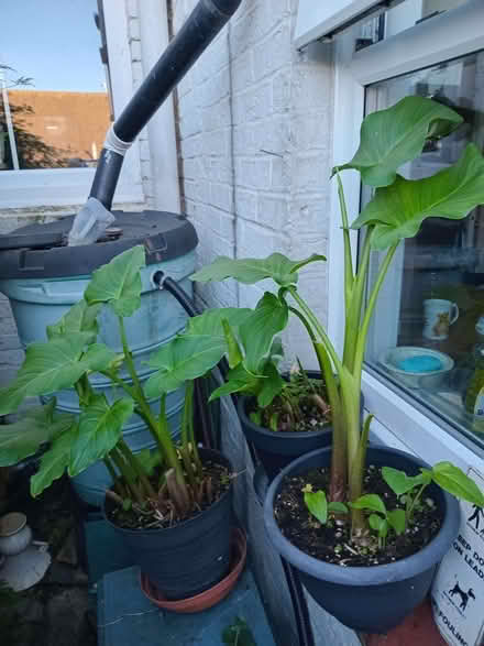 Photo of free Peace lilies (Eastbourne BN20) #1