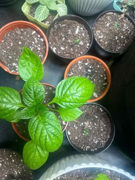 Photo of free Vegetable Plants (31-05 51st St) #2