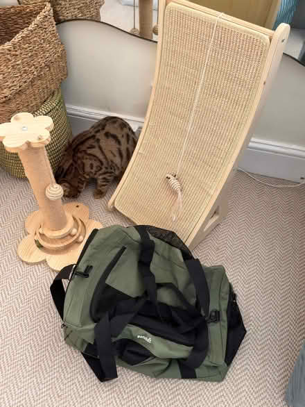 Photo of free Cat accessories (Canonbury N1) #4