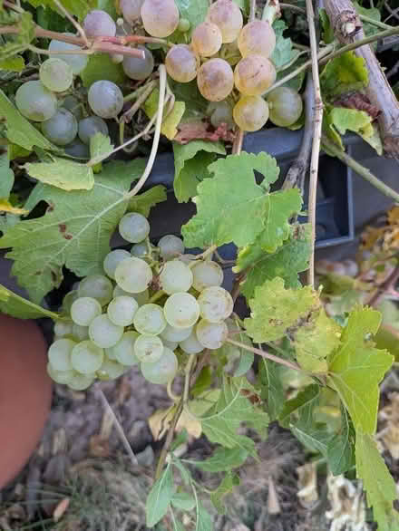 Photo of free Grapes (Finchampstead RG40) #1