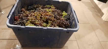 Photo of free Grapes (Herne Bay CT6) #2
