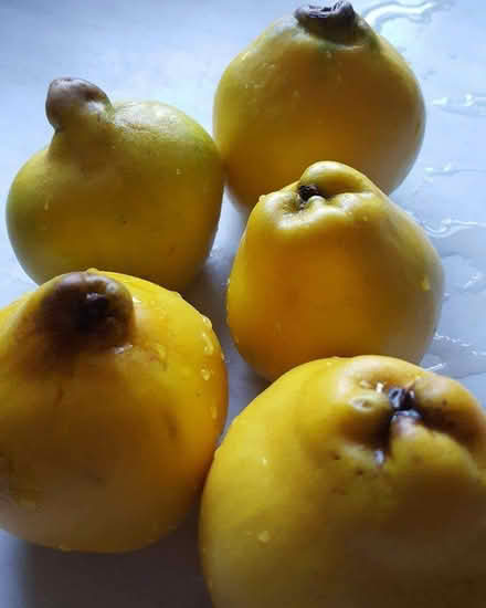Photo of Quince (Golden Triangle NR2) #1