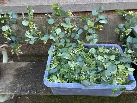 Photo of free Artificial Foliage Decoration (Cupar KY15) #1