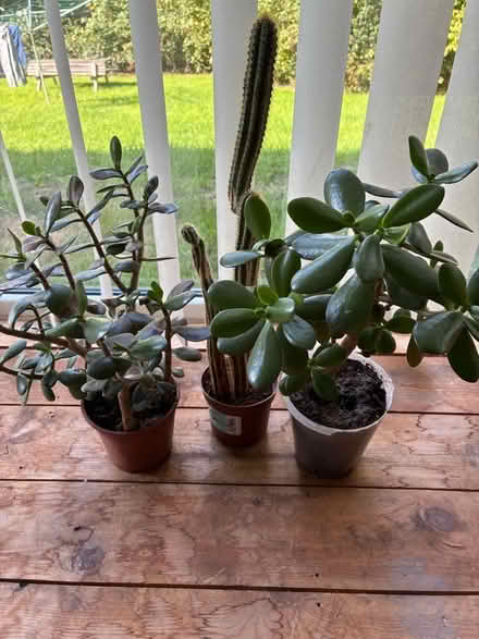Photo of free House Plants (Cradley WR13) #1