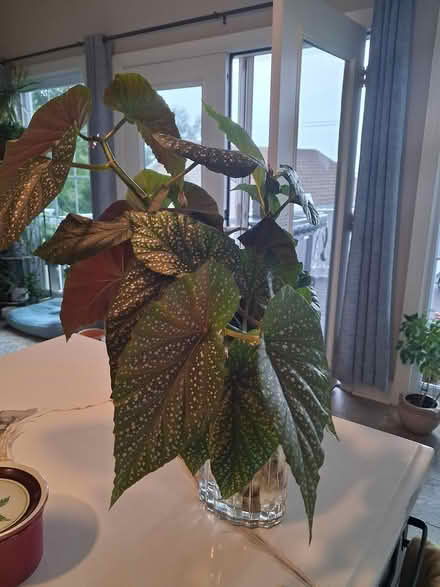 Photo of free Angel wing begonia with roots (Highlands, NJ) #2