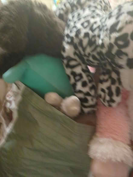 Photo of free Soft toys (Wigan WN5) #2