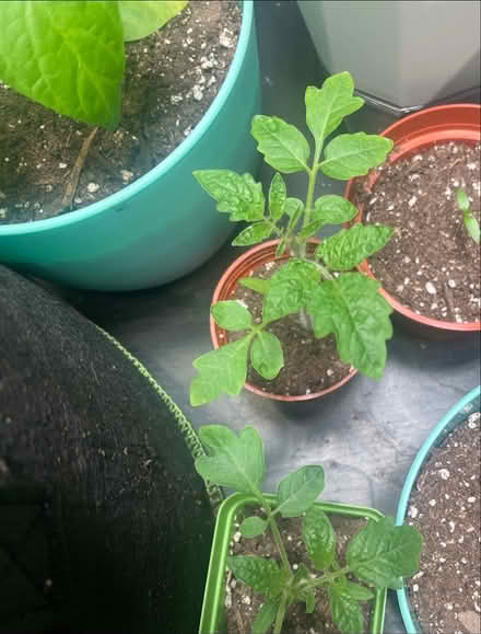 Photo of free Tomato & Pepper Plants (Woodside) #4