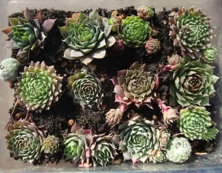 Photo of free Housleek plug plants (Wallington SM6) #1