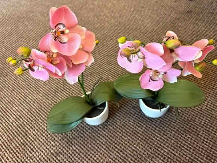 Photo of free Imitation orchids (Southport PR9) #2