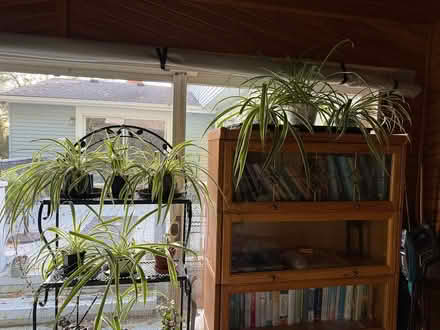 Photo of free 🪴 Potted plants (Rochester Hills) #1