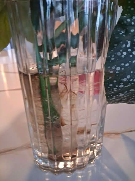 Photo of free Angel wing begonia with roots (Highlands, NJ) #3