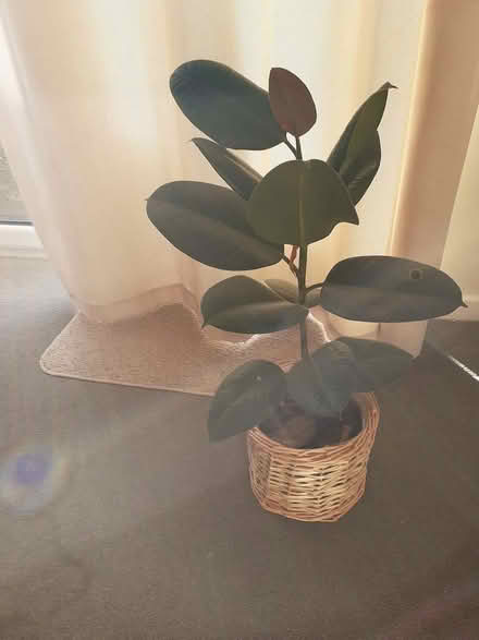 Photo of free Indoor plant #2 (MK18 Winslow) #1