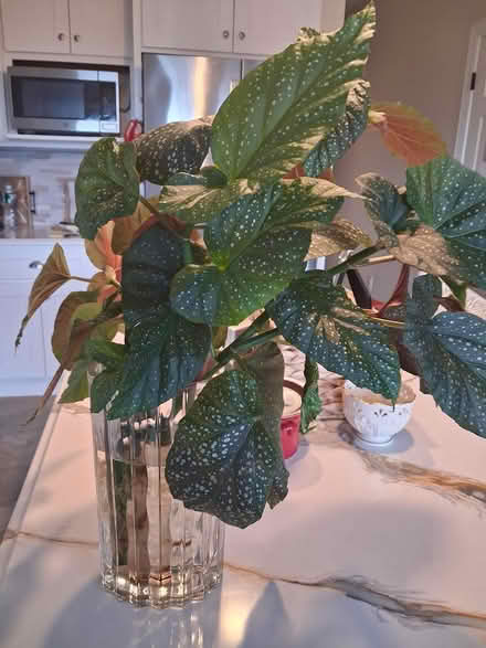 Photo of free Angel wing begonia with roots (Highlands, NJ) #1