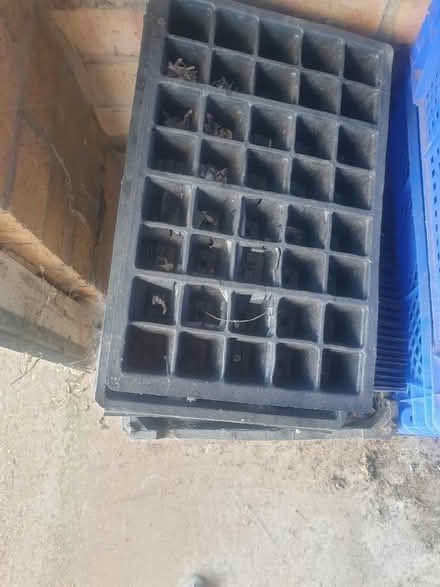 Photo of free plant pots (Sandon CM2) #3