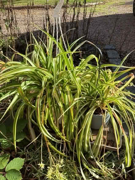 Photo of free Spider plants (Cradley WR13) #1