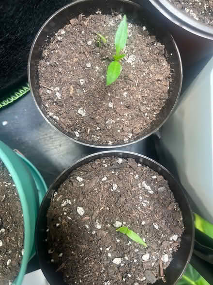 Photo of free Vegetable Plants (31-05 51st St) #3