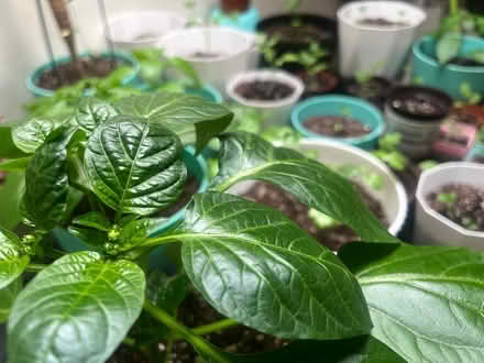 Photo of free Vegetable Plants (31-05 51st St) #1