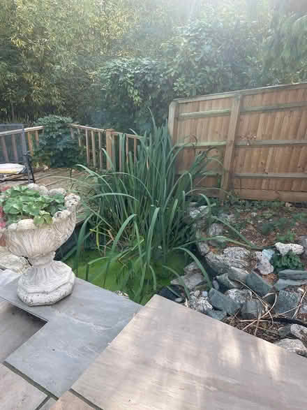 Photo of free Pond plants (Maidenhead SL6) #1