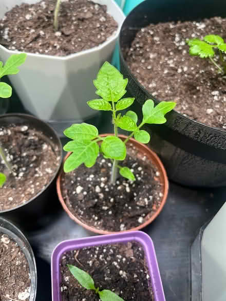 Photo of free Vegetable Plants (Woodside) #3