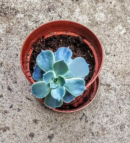 Photo of free Potted Cactus plants (Cooden TN39) #3