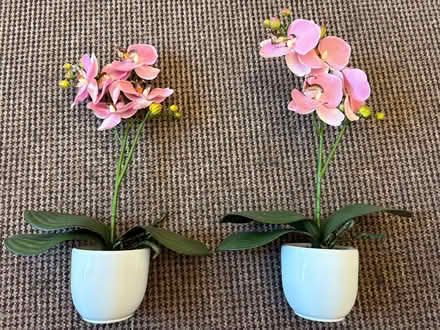 Photo of free Imitation orchids (Southport PR9) #1