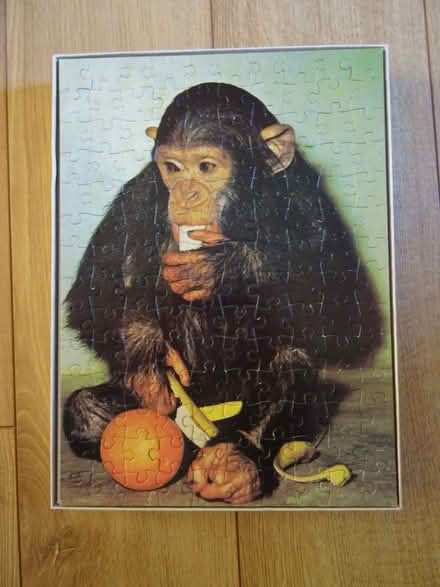 Photo of free Monkey Puzzle (Bradville MK13) #2