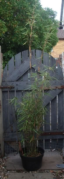 Photo of free Bamboo Asian Wonder (Wallington SM6) #1