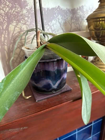Photo of Orchid potting medium (Welling DA16) #1