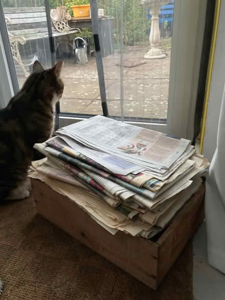 Photo of free Newspapers (Diss IP22) #1