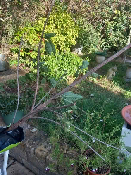 Photo of free Cherry Tree (New Malden KT3) #2
