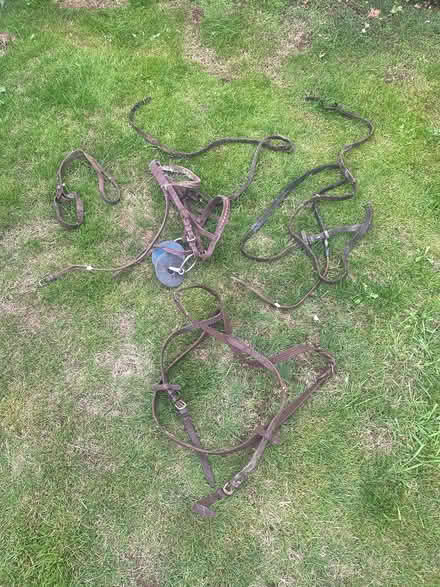 Photo of free Leather Straps & bridle? (Croesyceilog NP44) #1