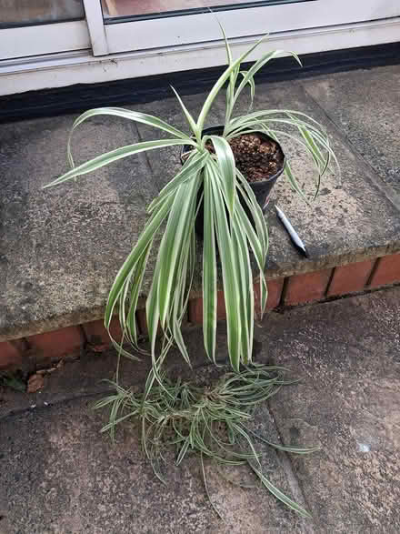 Photo of free Spider plants with off shoots (Kilmacud) #1