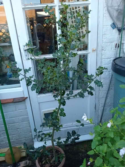 Photo of free Small Holly tree (Eastbourne BN20) #1
