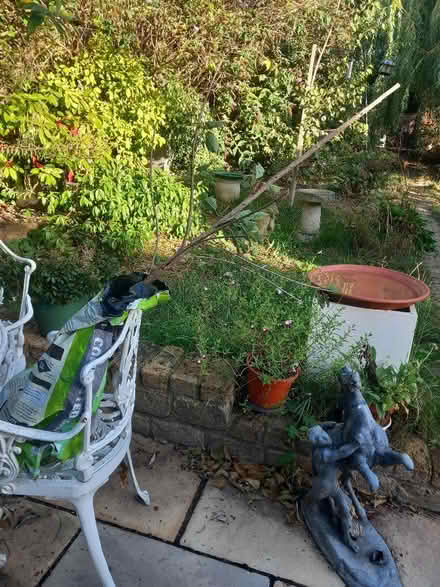 Photo of free Cherry Tree (New Malden KT3) #1