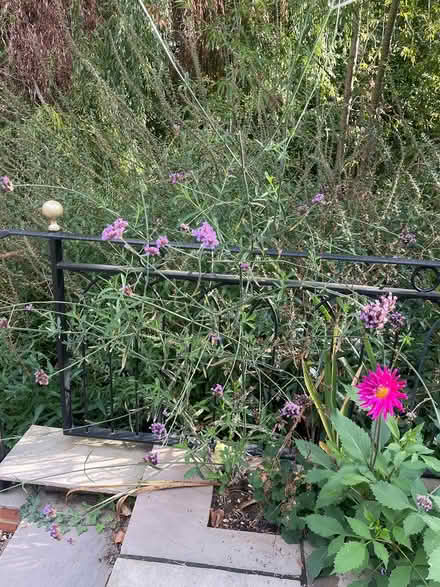Photo of free Self seeded purple verbena (Maidenhead SL6) #1