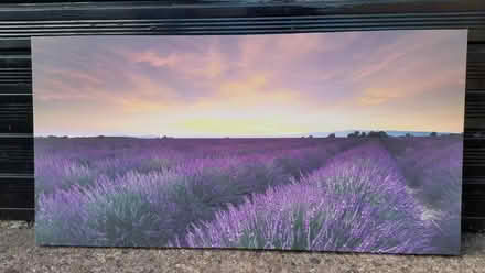 Photo of free Lavender fields picture (Stifford Clays RM16) #1