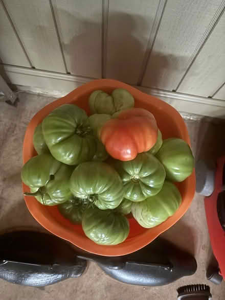 Photo of free Tomatoes (Hannover & Ballenger) #1