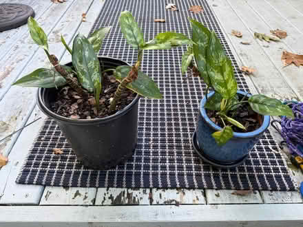 Photo of free 🪴 Potted plants (Rochester Hills) #3