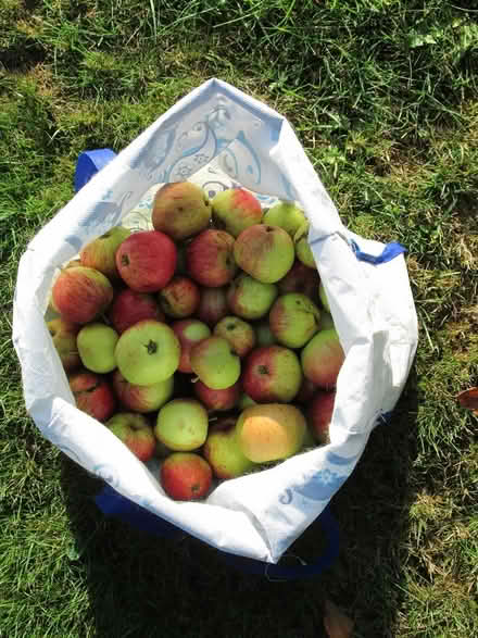 Photo of free Apples (KA10 6JQ) #1