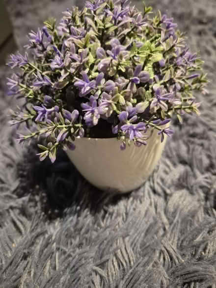 Photo of free Fake plant (Edgware) #1