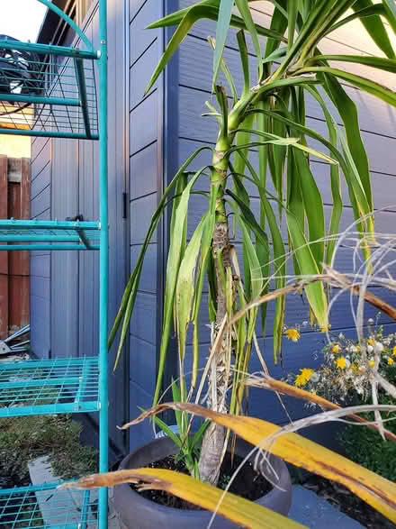 Photo of free Yucca plant (no pot) (Near Experimental Farm) #1