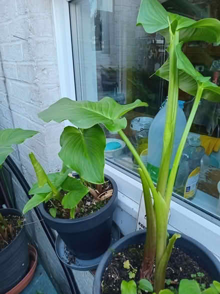 Photo of free Peace lilies (Eastbourne BN20) #2